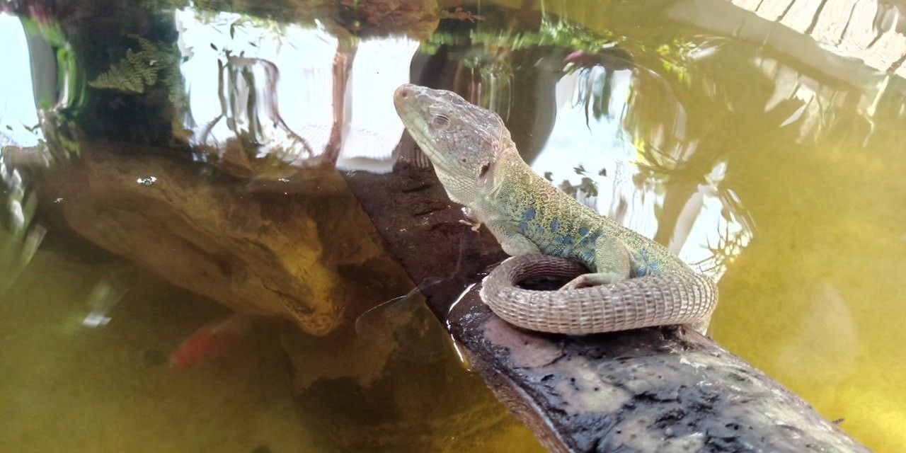 Мини-зоопарк Uhti