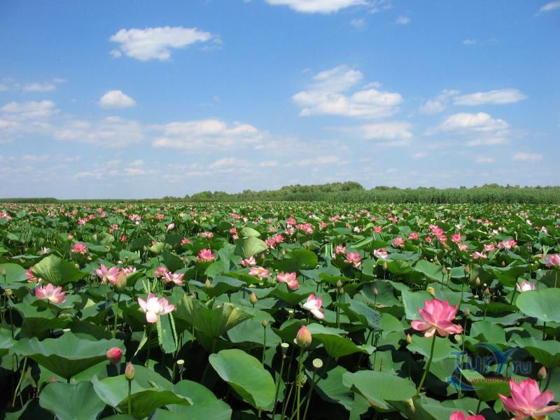 Астраханский заповедник