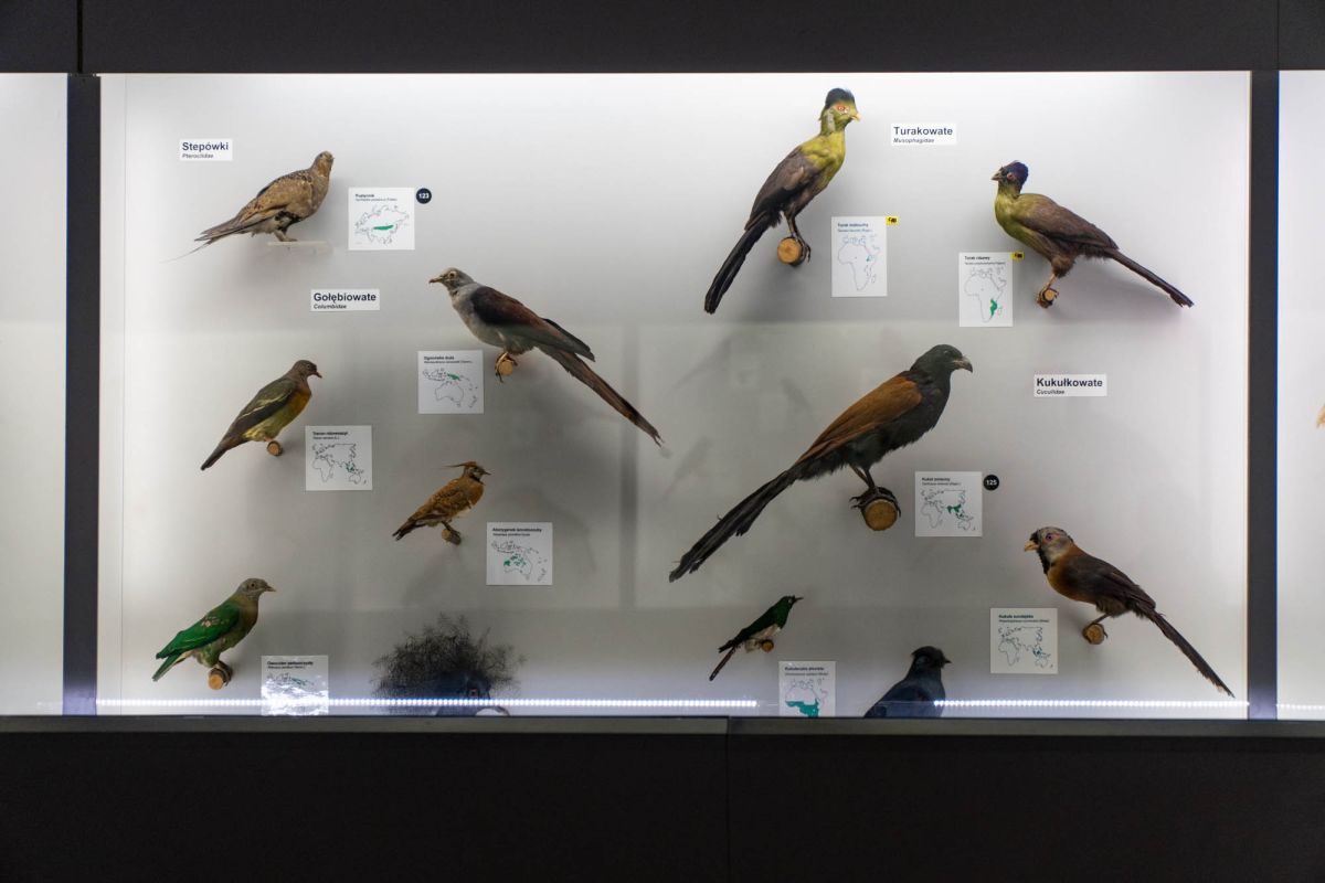 Музей естественной истории Вроцлавского университета