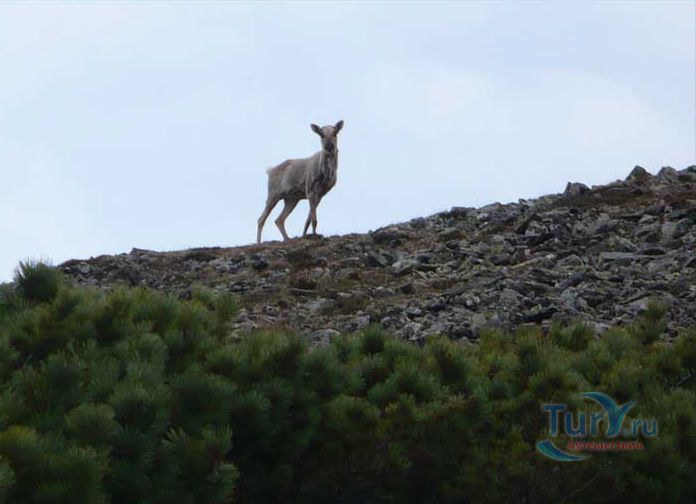 Буреинский государственный природный заповедник