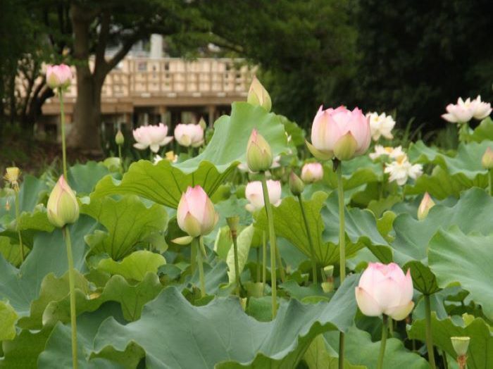 Святилище Нагаока Тенмангу