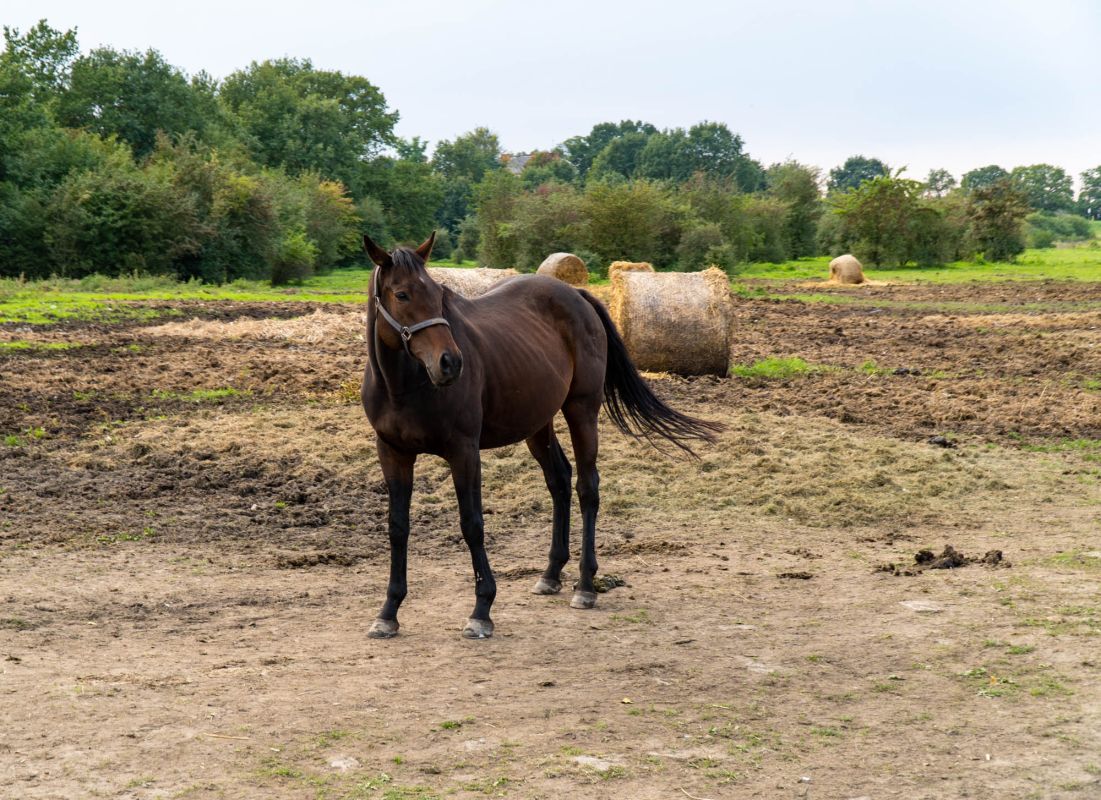 Ранчо на Одере