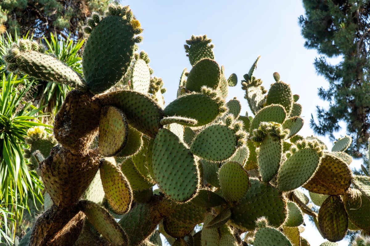 Ботанический сад Валенсии
