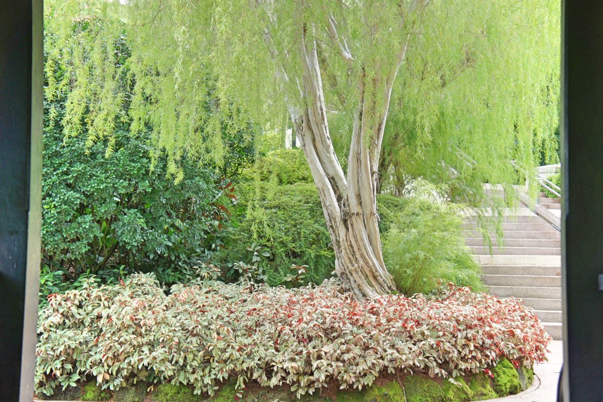 Сингапурский ботанический сад