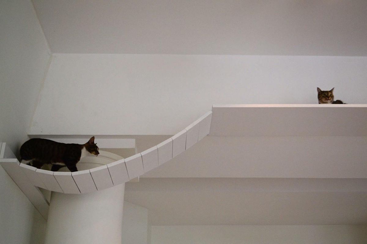 Кошачье кафе Nurri