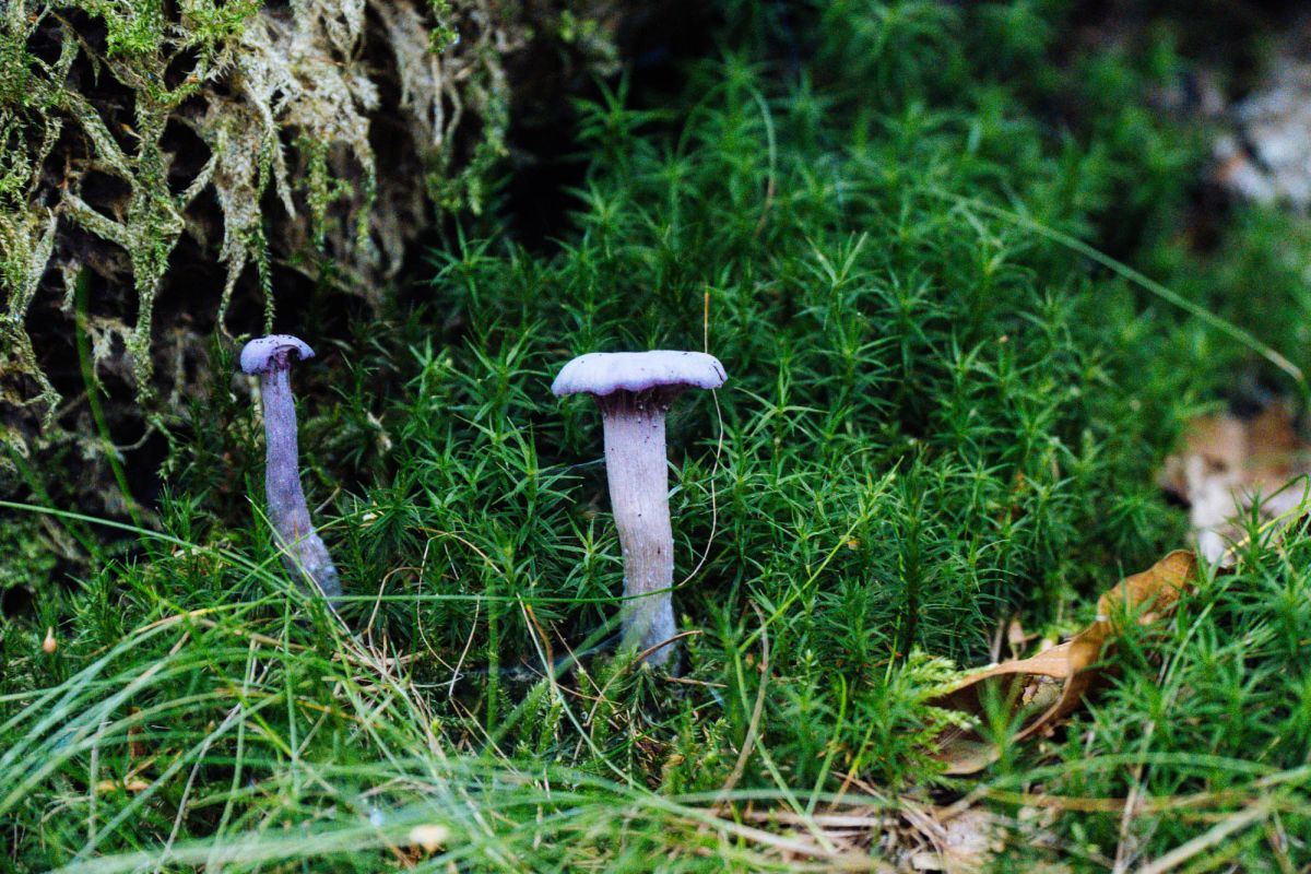 Карконошеский национальный парк