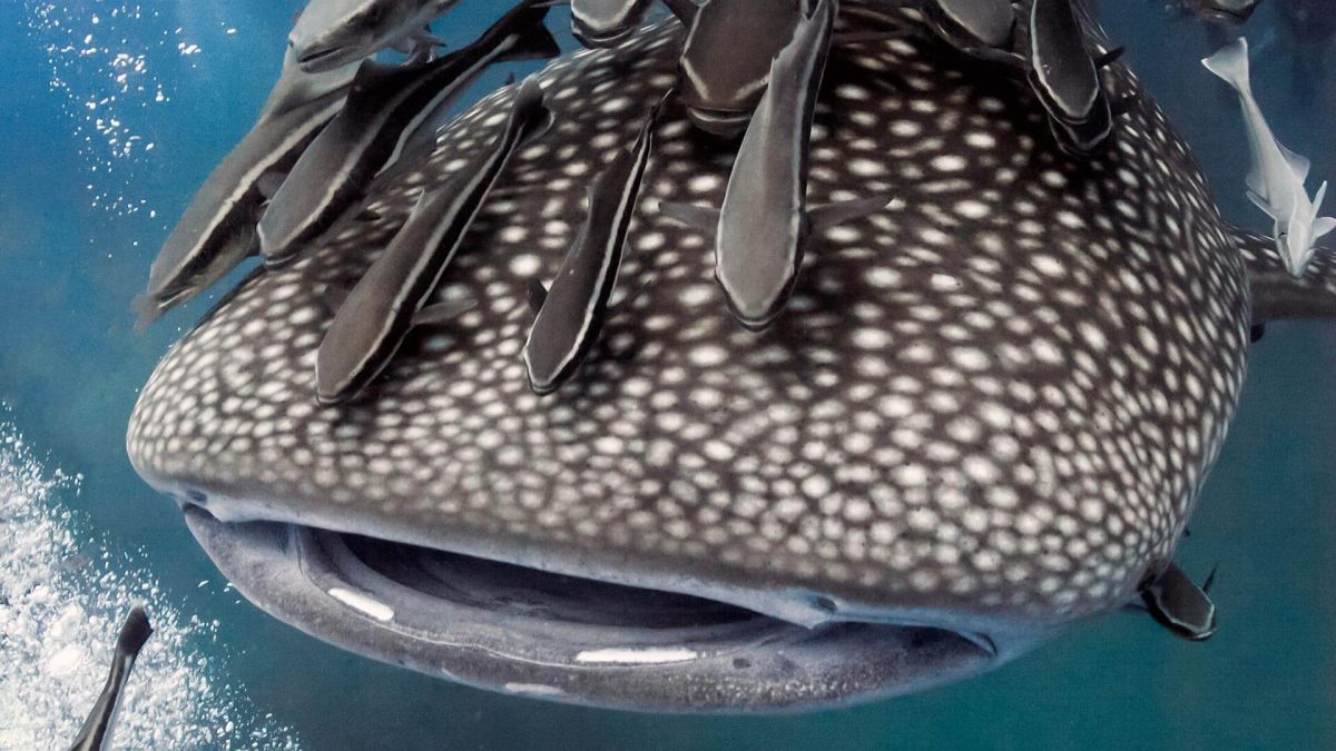 Скала Ришелье