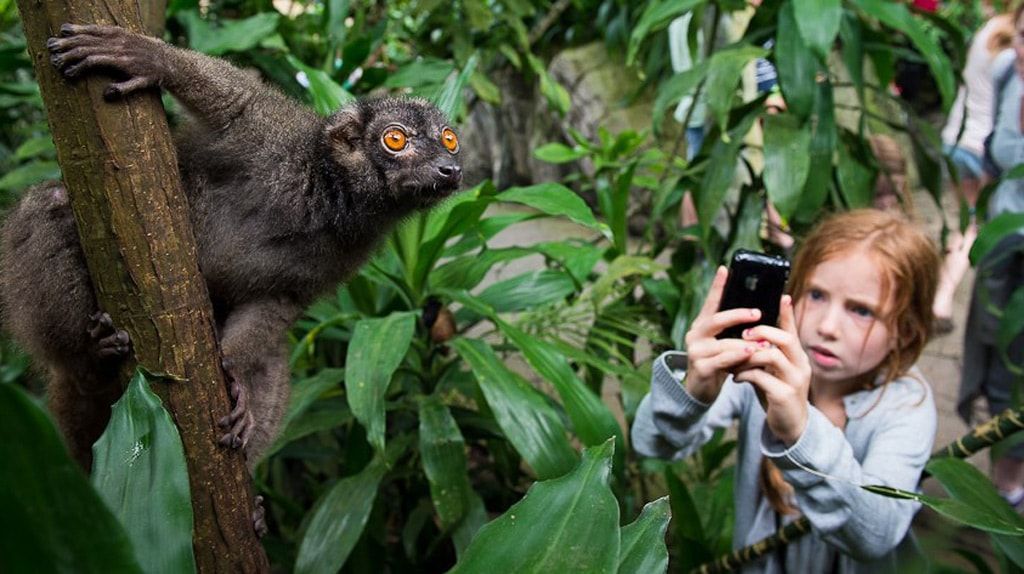 Рандерс Регнсков - Тропический зоопарк