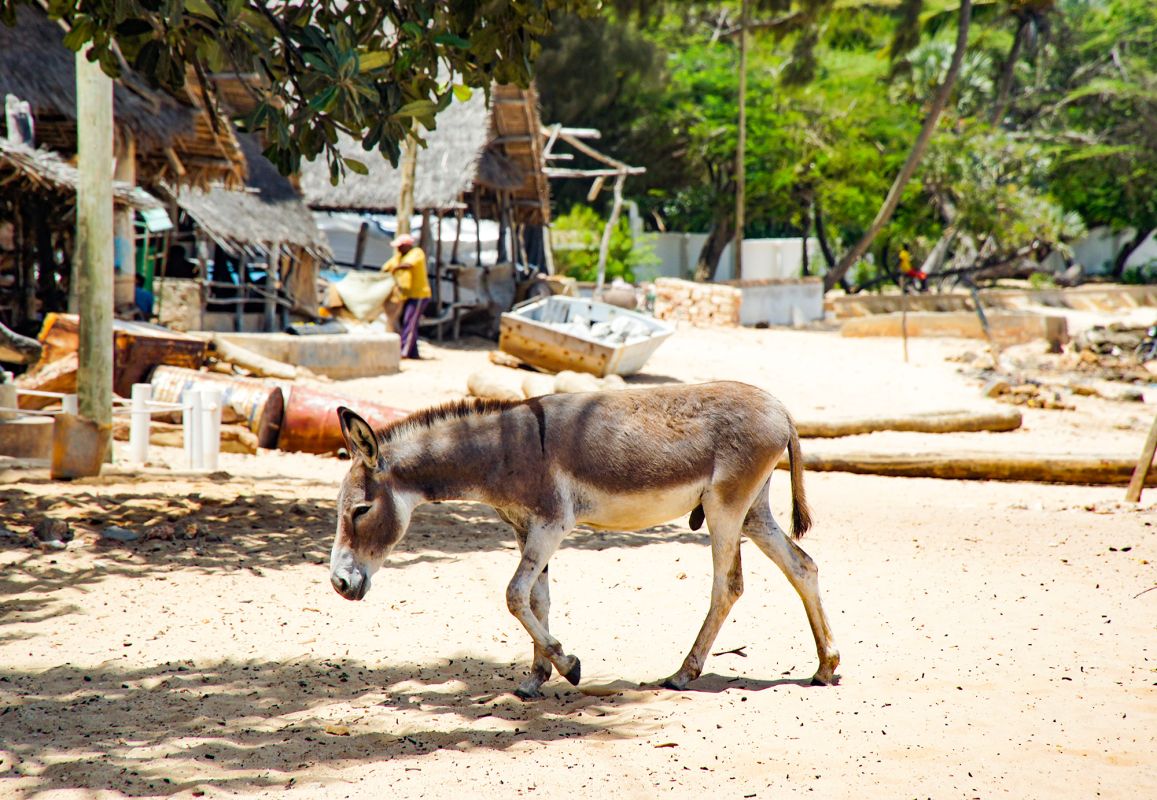 Ослиный заповедник