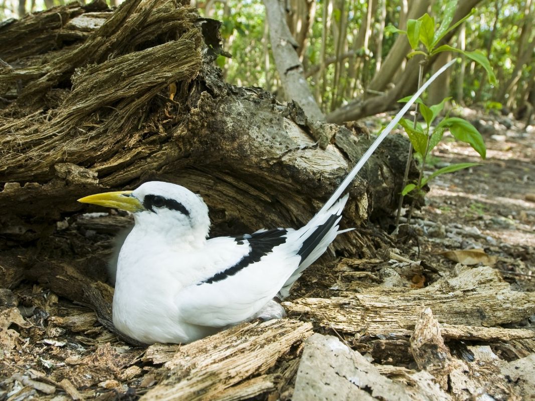 Особый заповедник острова Кузин