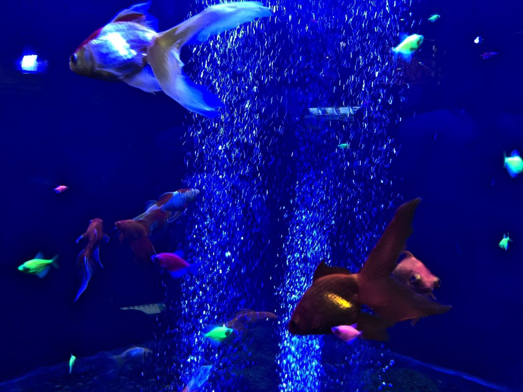 Океанариум Морская Сказка в Киеве