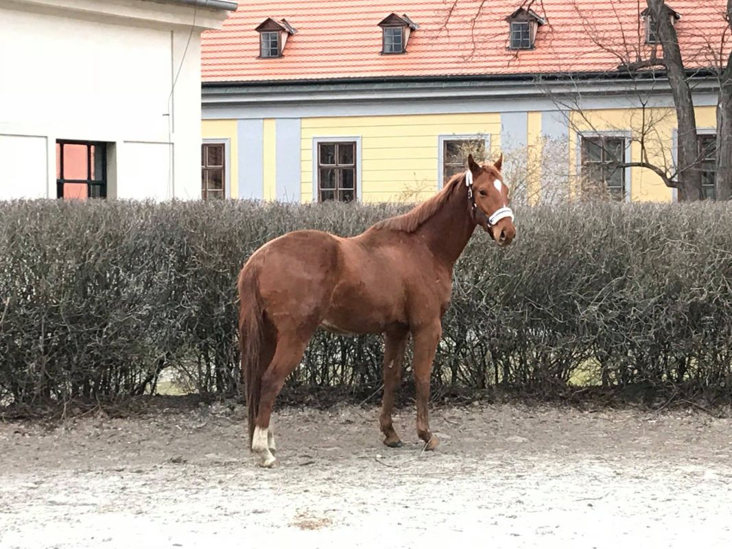 Верховая компания Цтенице