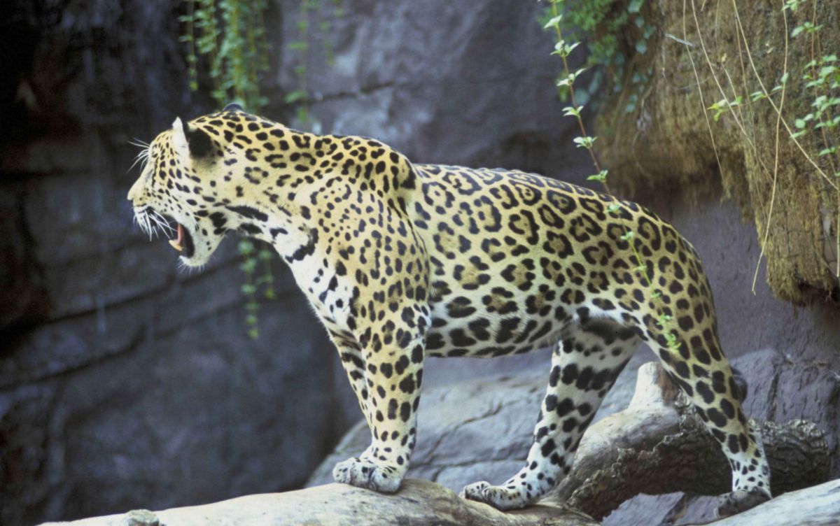 Национальный парк Рио-Абисео