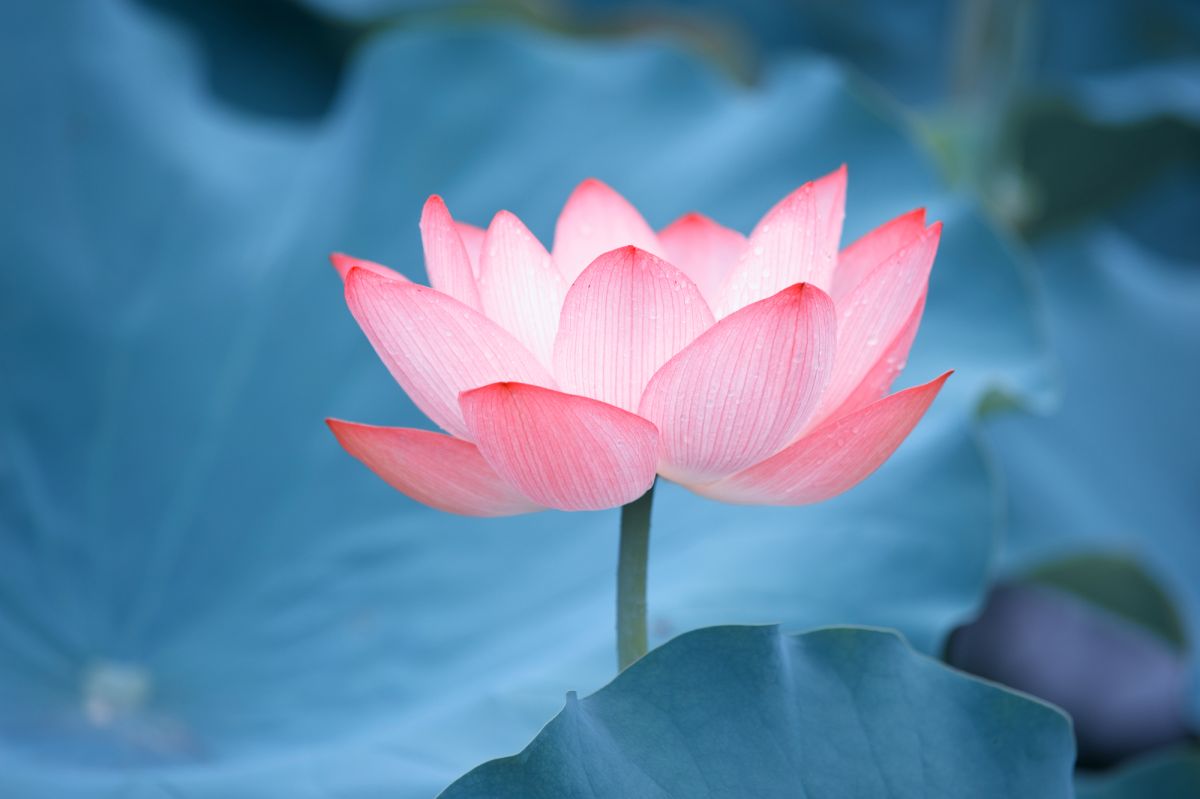 Храм Рёгон-дзи