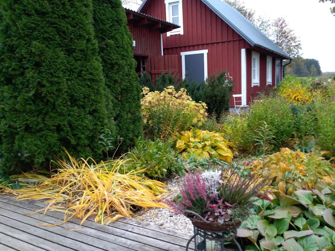 Сад на хуторе Микко