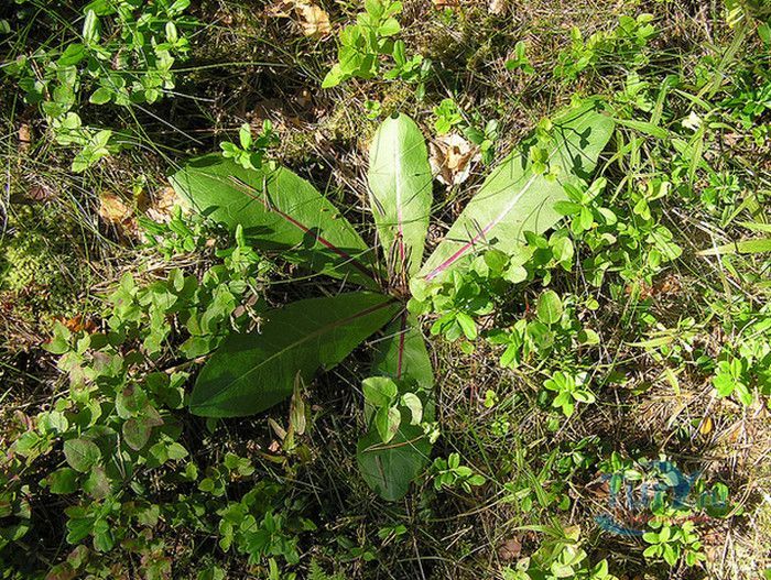 Природный Заповедник Вийдумяэ (Вийдумяэский заповедник)