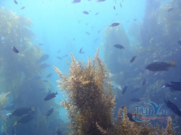 Саргассово море