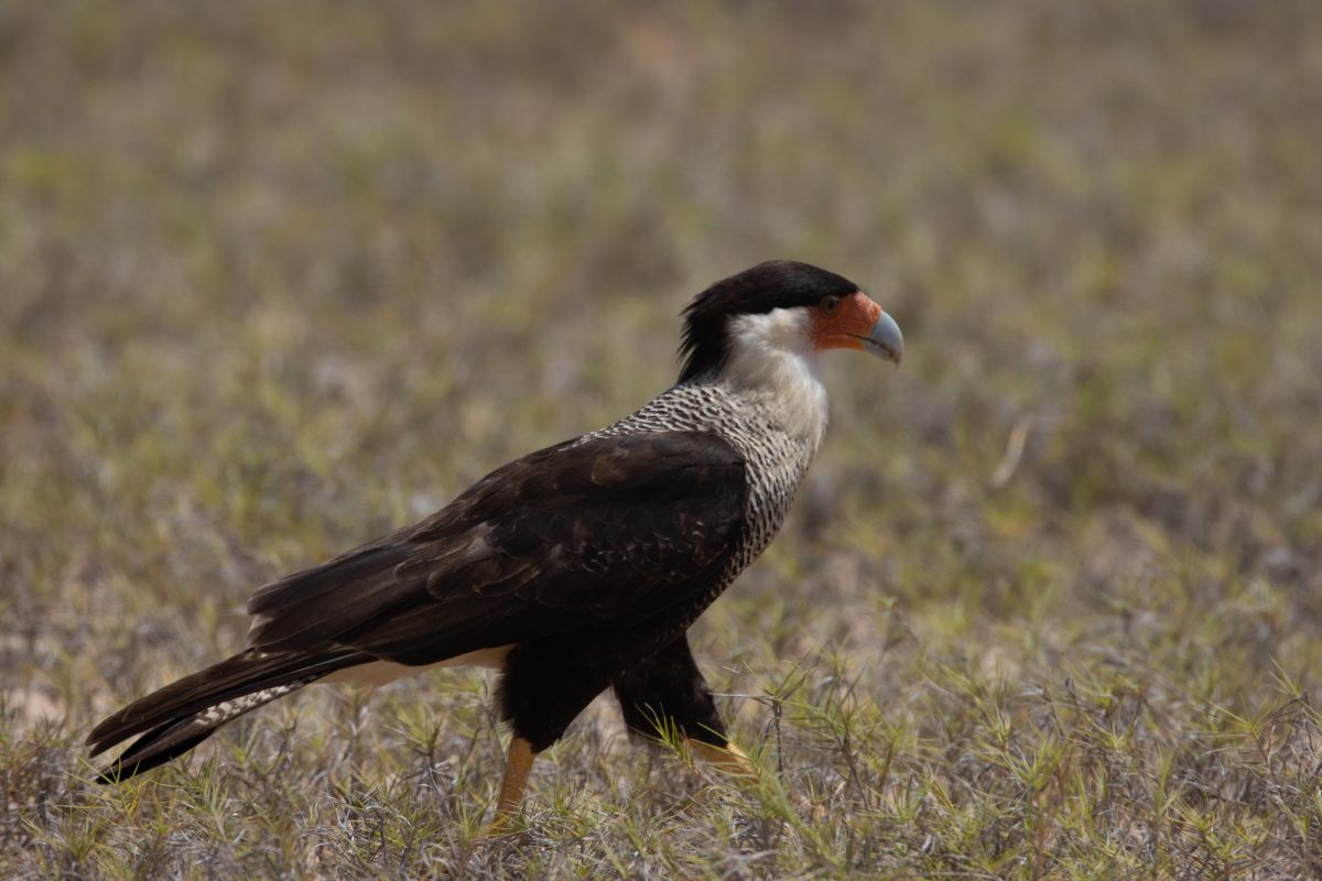 Национальный парк Блу и Джон Кроу-Маунтинс