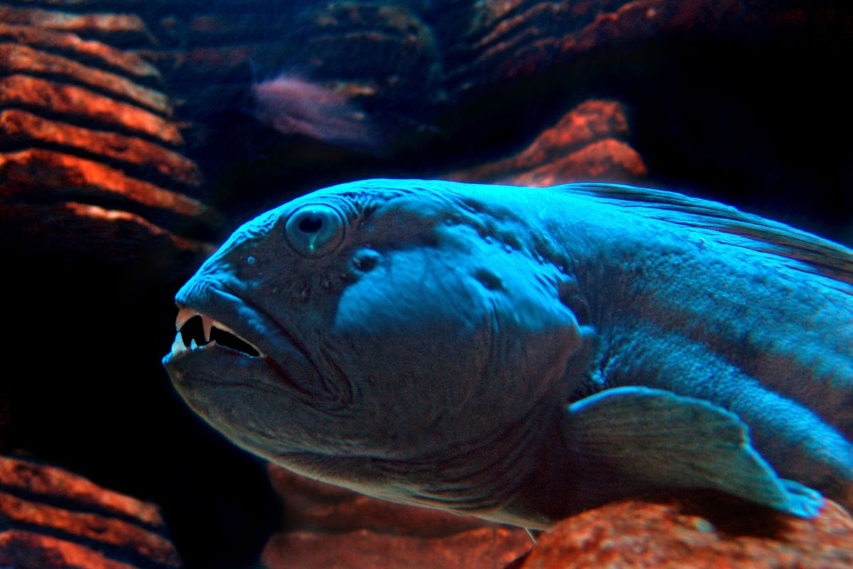 Морской центр-заповедник в Грейт Ярмуте