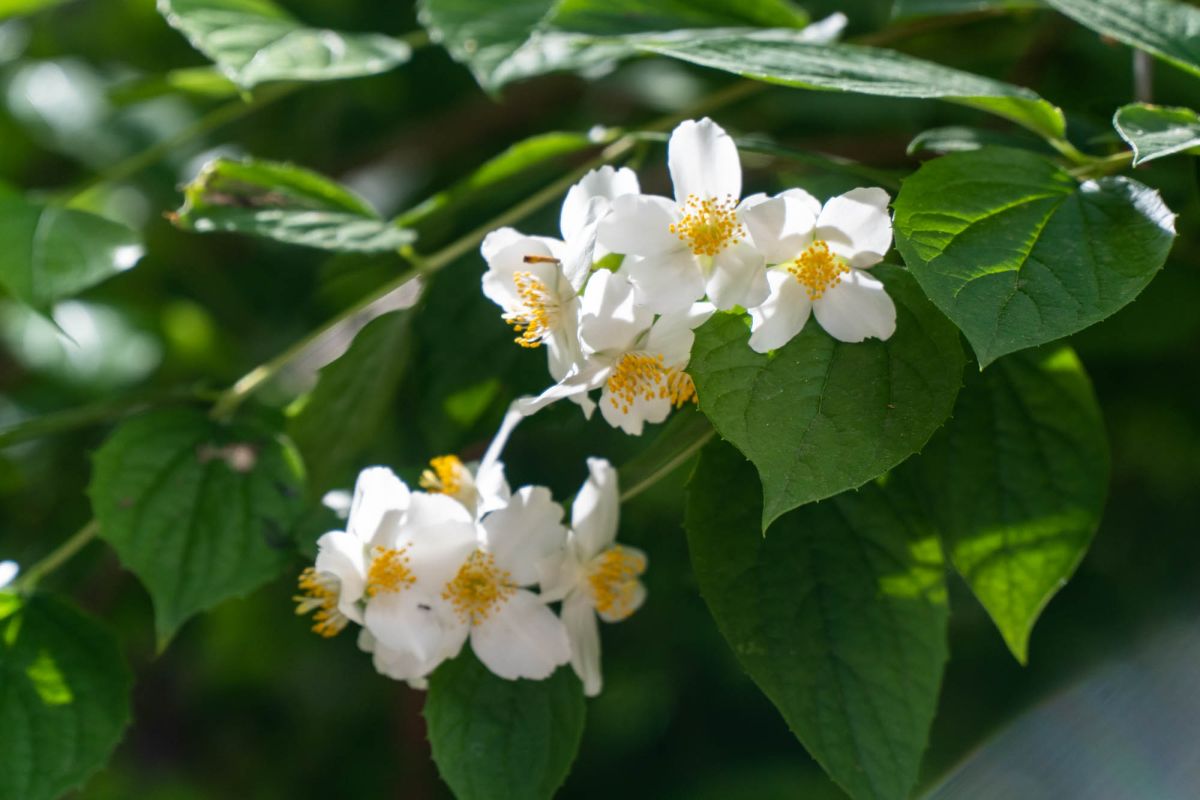Ботанический сад Валенсии