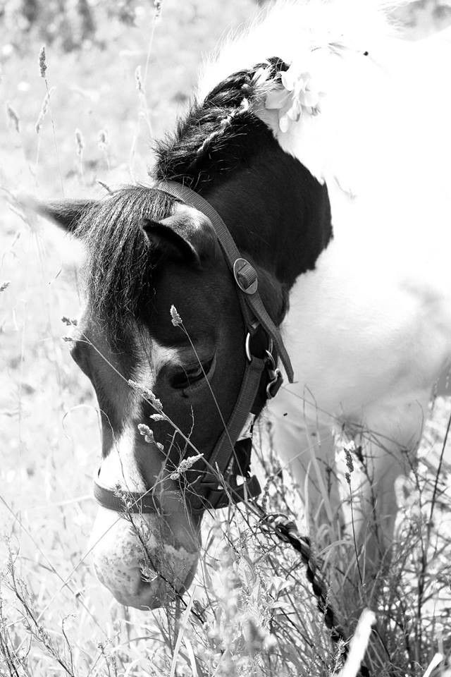 Конный хутор Карла-Эрика