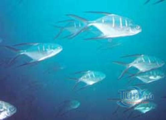 Букко Риф и Бассейн Нейлон (Buccoo Reef & Nylon Pool)