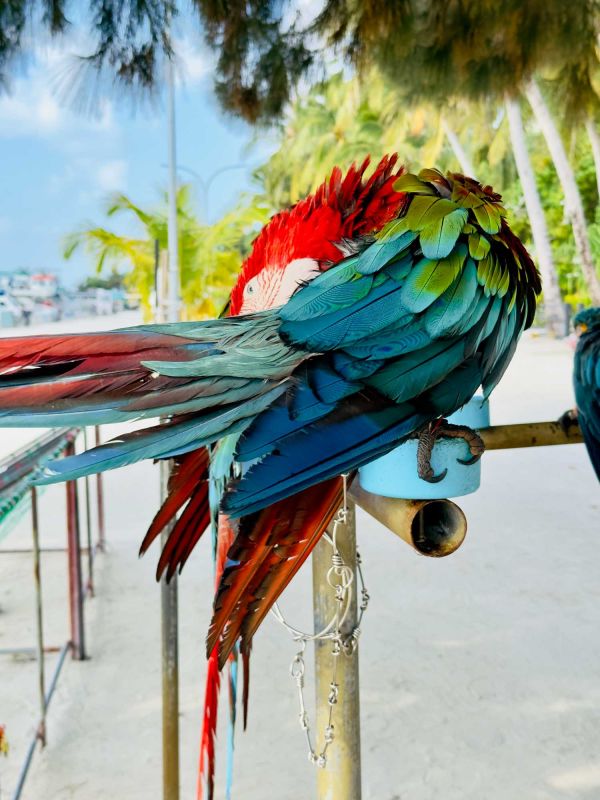 Пэррот Спот