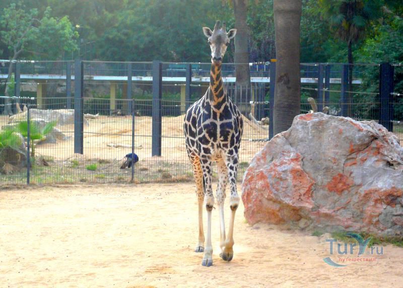 Барселонский зоопарк