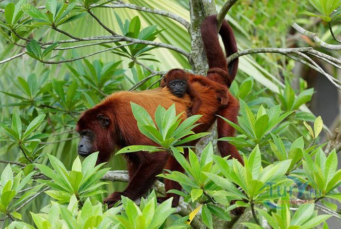 Сингапурский Зоопарк