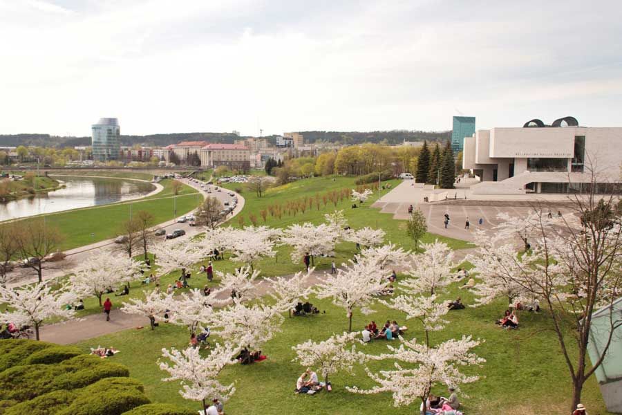 Парк сакуры Тиунэ Сугихары