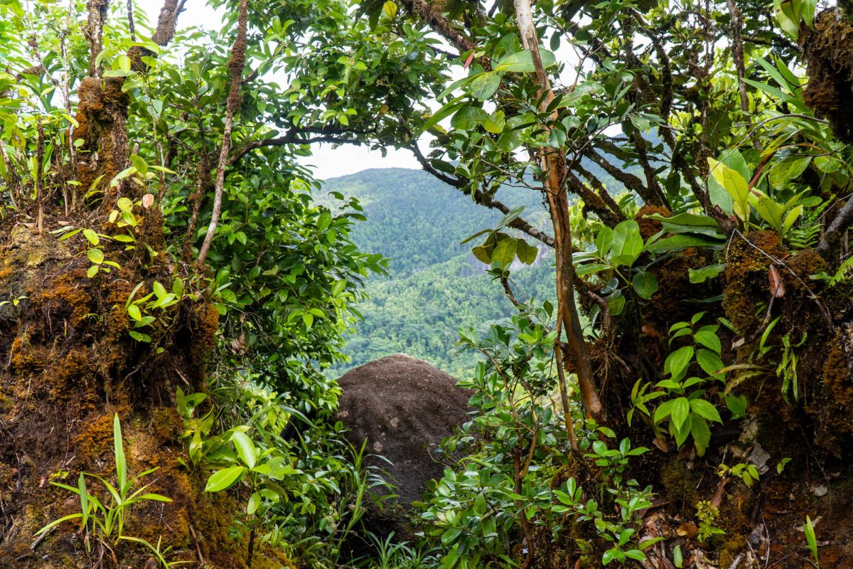Национальный парк Морн Сейшелуа