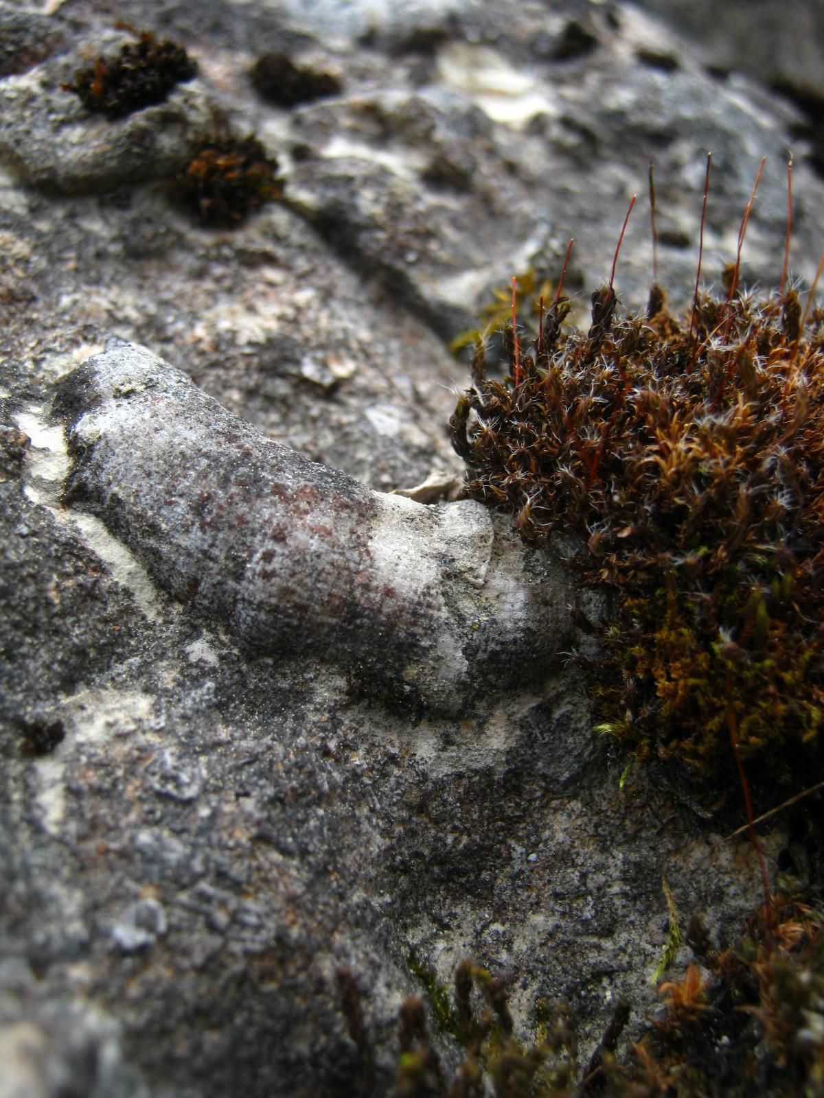 Музей плитняка Поркуни