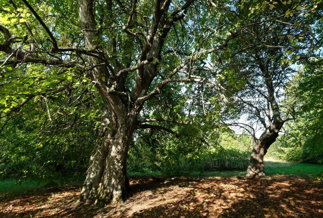 Липы у бывшей мызы Кихну