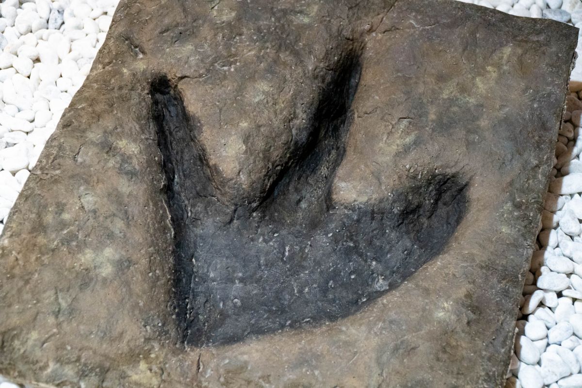 Музей естественных наук