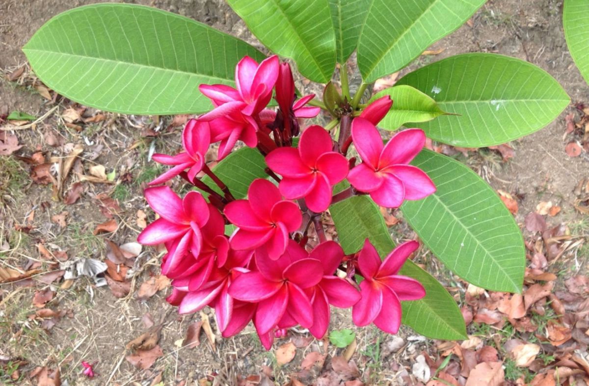 Сады Мамику