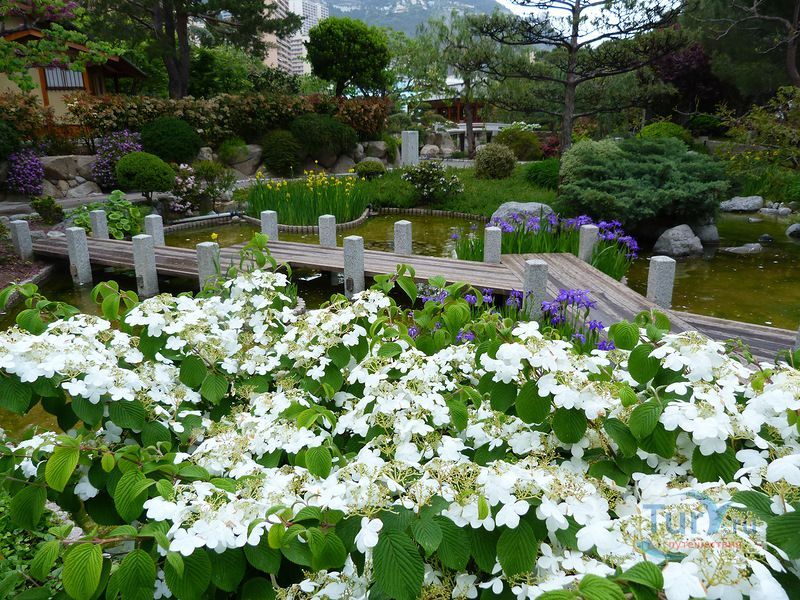 Королевский Японский сад