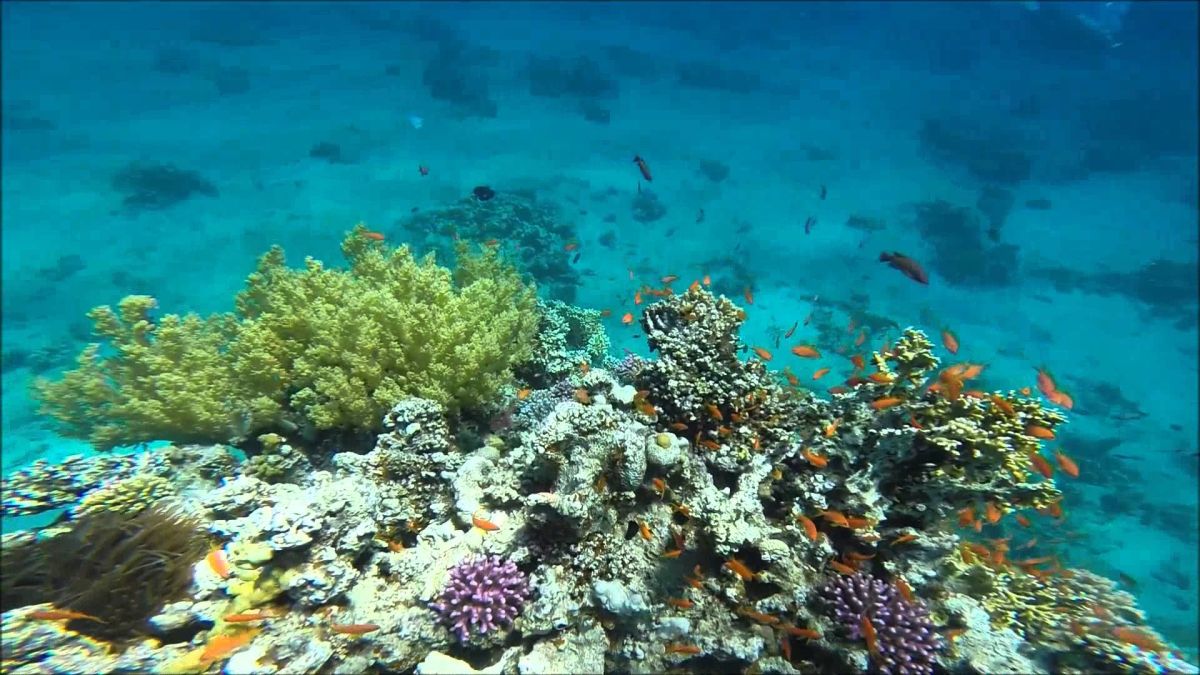 Голден Блокс