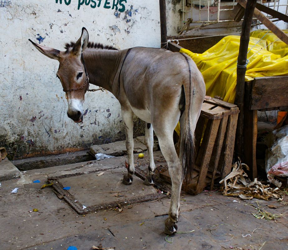Старый город Ламу
