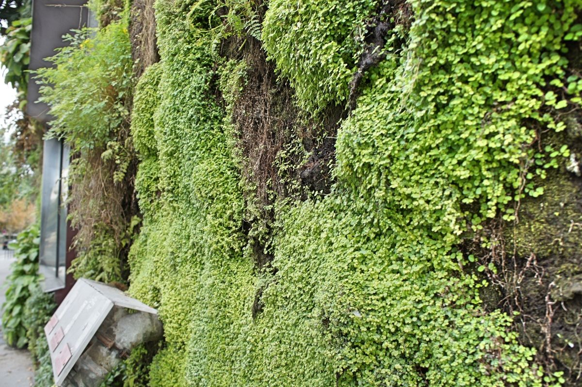 Вертикальный Сад