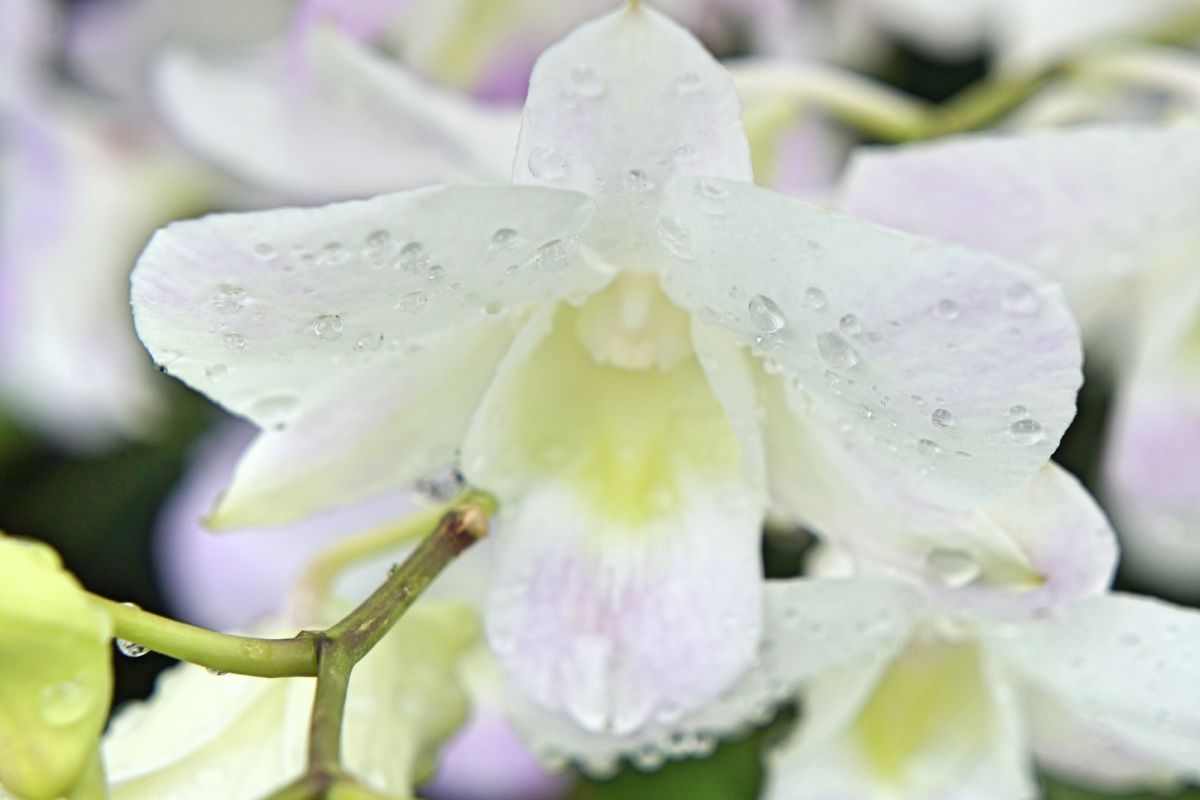 Сингапурский ботанический сад