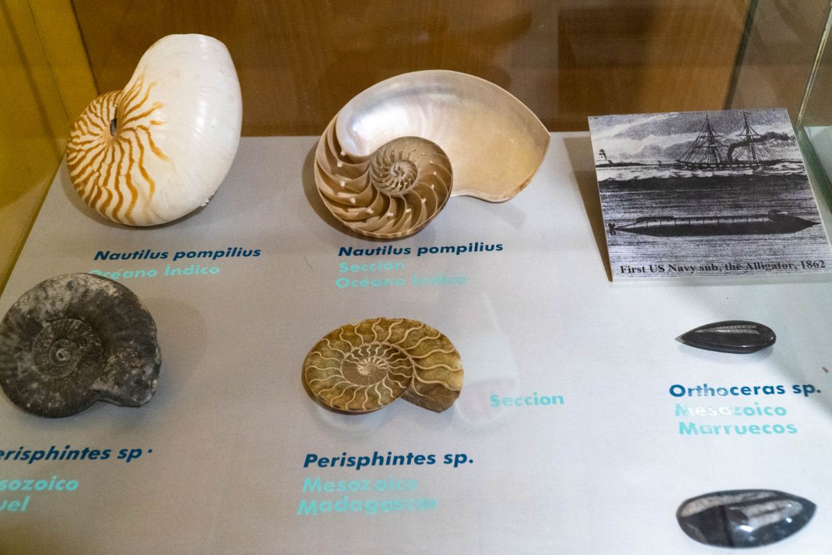 Музей естественных наук