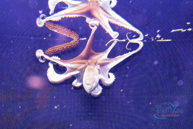 Аквариум Барселоны