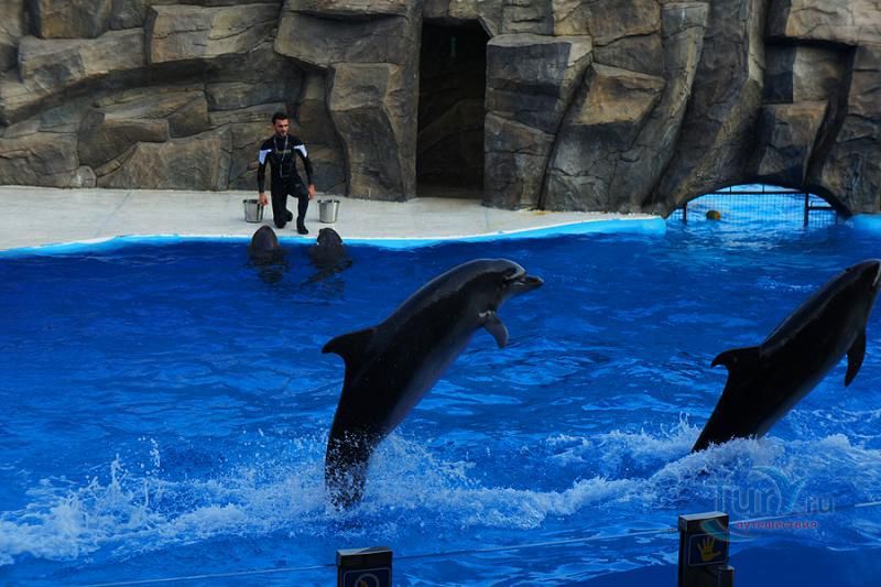 Дельфинарий в Батуми