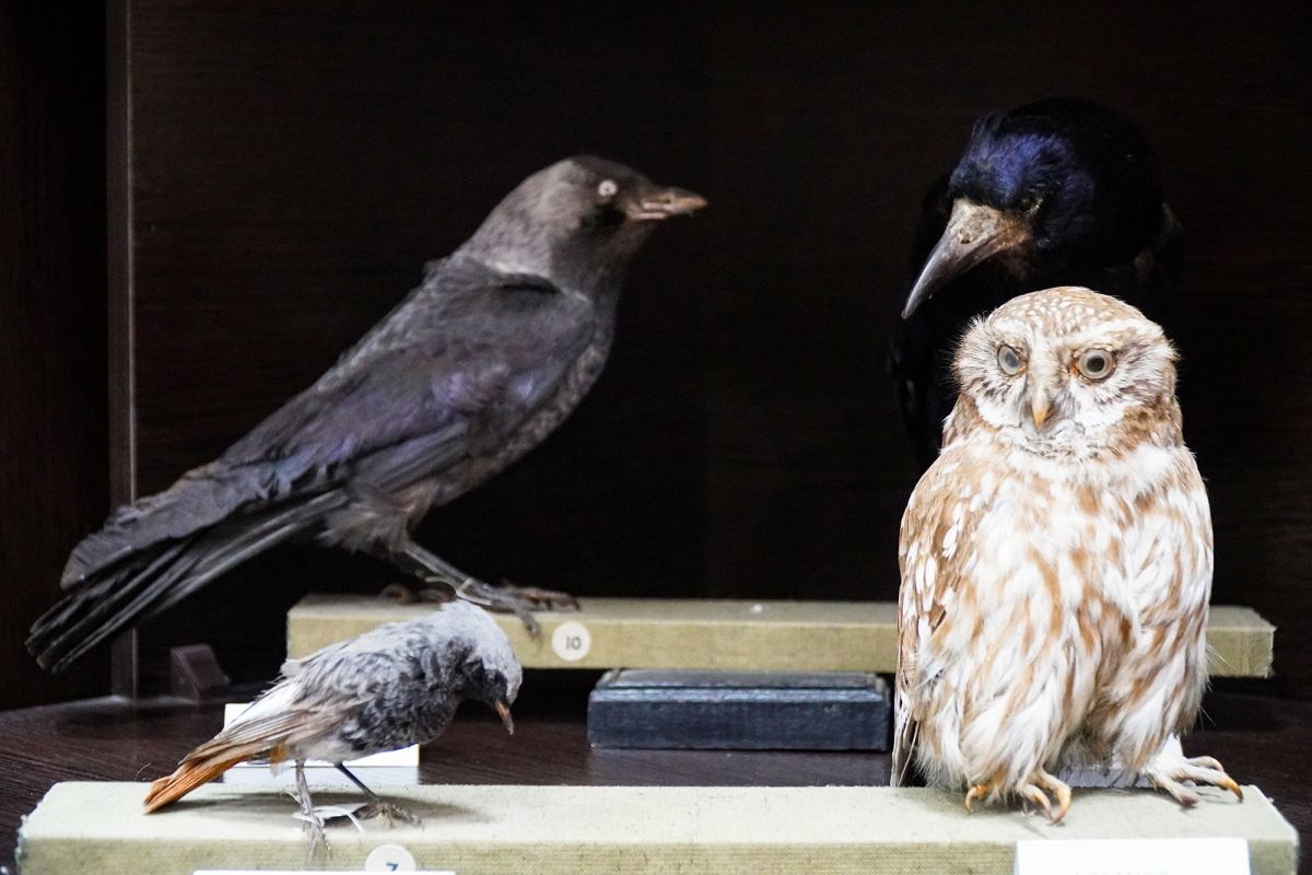 Житомирский музей природы