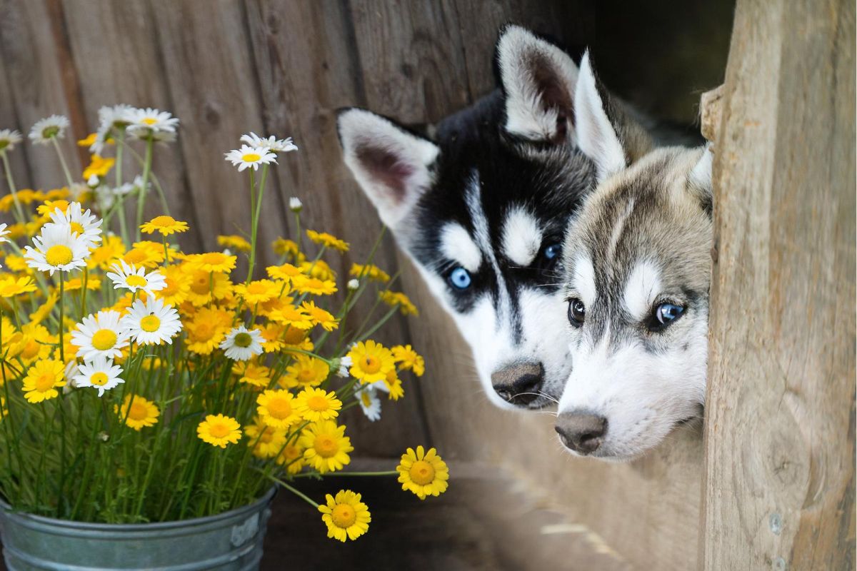 Семейный хутор ездовых собак «Хаски-парк»