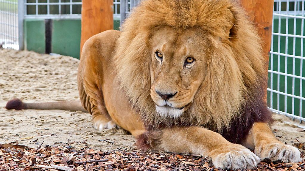 Зоопарк Ютландии