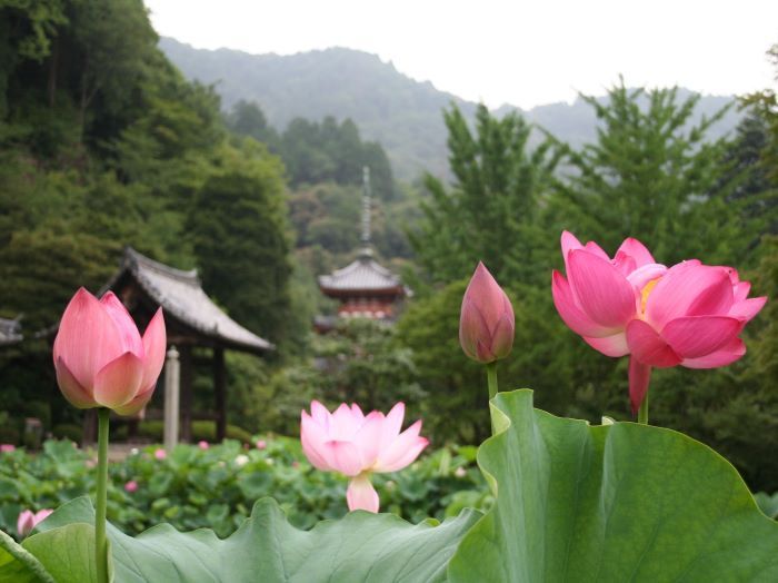 Храм Мимурото-дзи