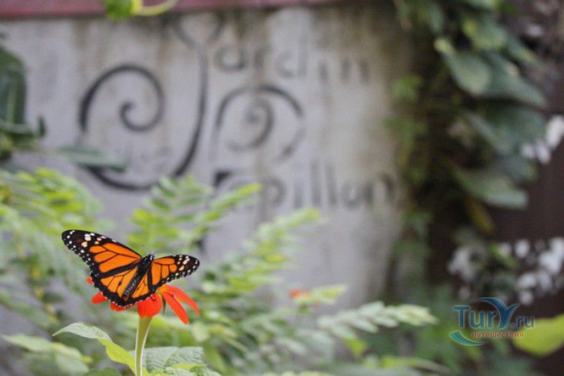 Сад Бабочек Мартиника