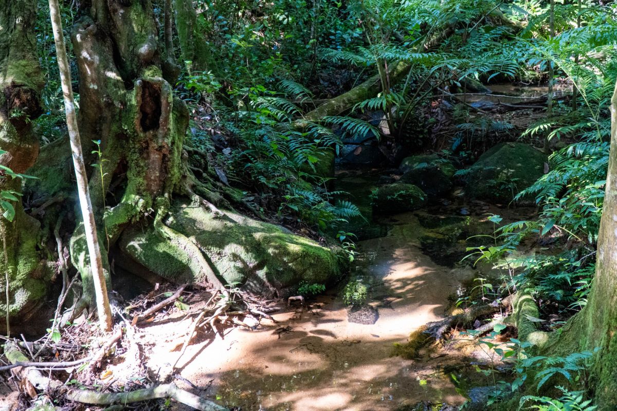 Салази Трейл