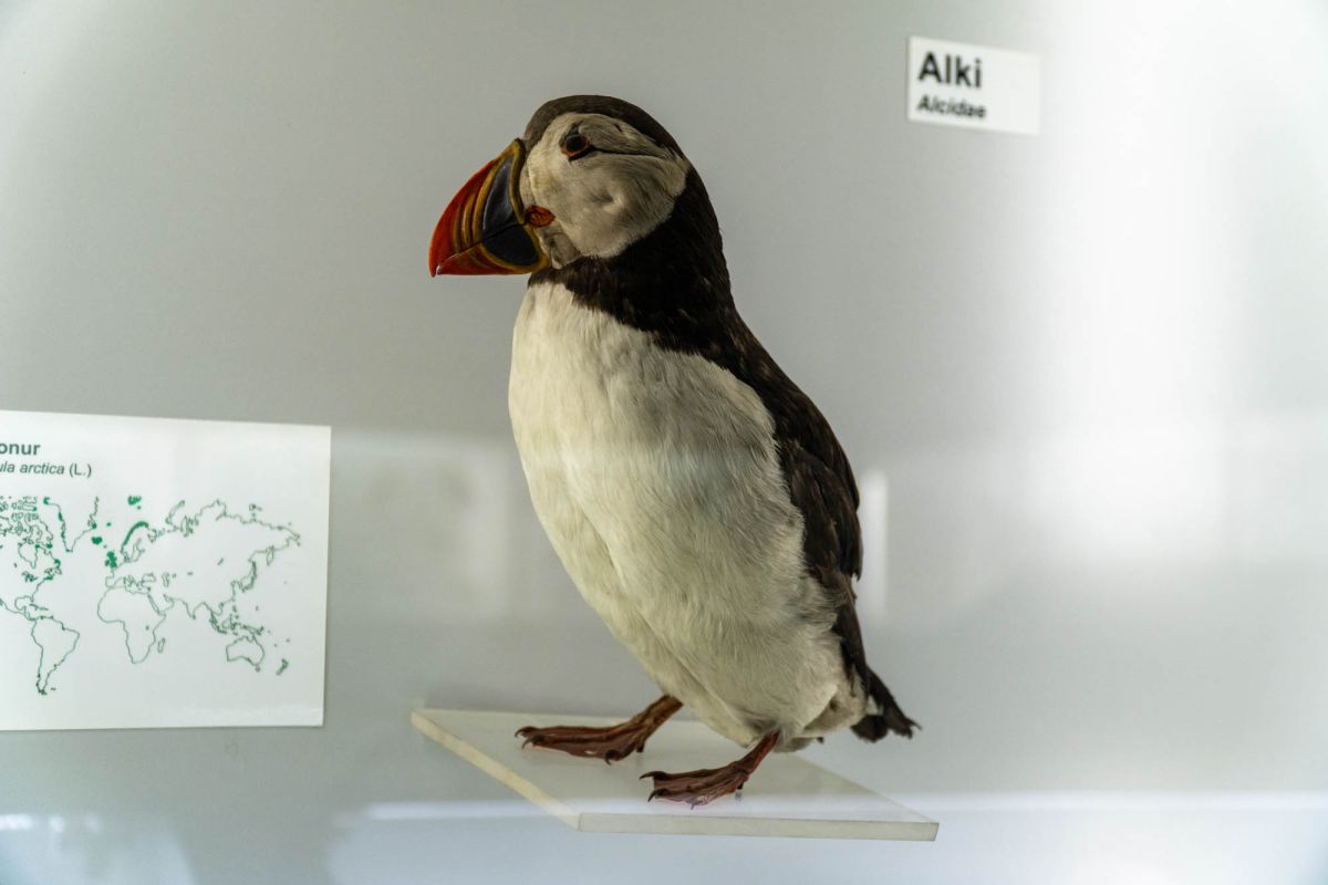 Музей естественной истории Вроцлавского университета